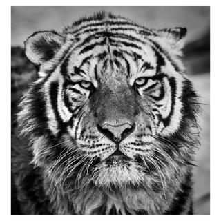 Harbin by David Yarrow, 2016 – Photography artwork