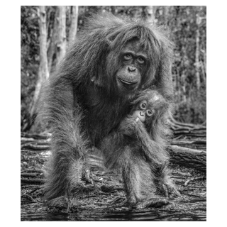 The House of Orange (B&W) by David Yarrow, 2018 – Photography artwork