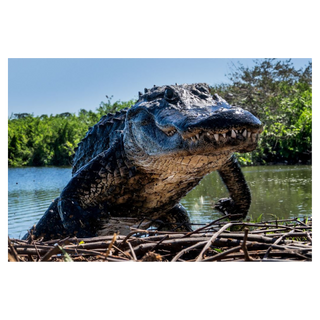 Florida (Colour) by David Yarrow, 2026 – Photography artwork