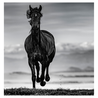 Black Beauty by David Yarrow, 2019 – Photography artwork