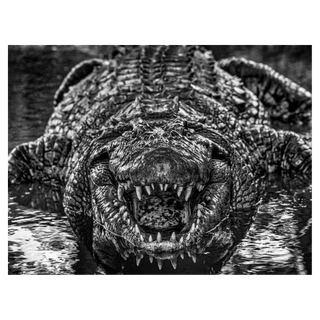 Jurassic Park by David Yarrow, 2024 – Photography artwork