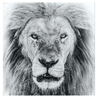 Ghost Story by David Yarrow, 2020 – Photography artwork