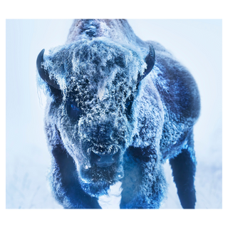 The Ice Monster (Colour) by David Yarrow, 2025 – Photography artwork