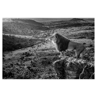 Pride Rock by David Yarrow, 2019 – Photography artwork
