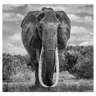 The Final Few by David Yarrow, 2017 – Photography artwork