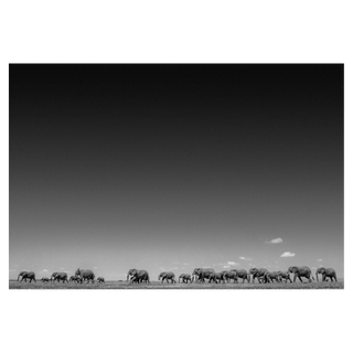 Life on Earth by David Yarrow, 2015 – Photography artwork