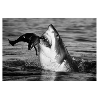 Jaws by David Yarrow, 2015 – Photography artwork