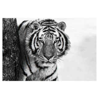 Good Morning Siberia by David Yarrow, 2018 – Photography artwork
