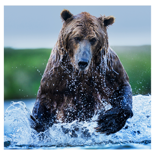 Gone Fishing (Colour) by David Yarrow, 2025 – Photography artwork