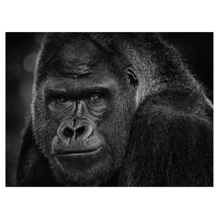 My Dear Watson by David Yarrow, 2023 – Photography artwork
