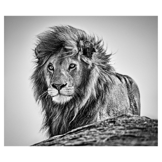 The Cure by David Yarrow, 2020 – Photography artwork