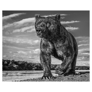 Fisher King by David Yarrow, 2017 – Photography artwork
