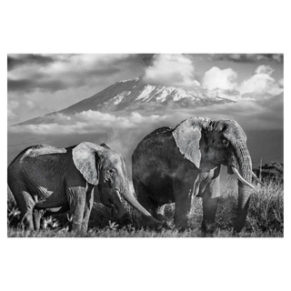 Kilimanjaro by David Yarrow, 2014 – Photography artwork