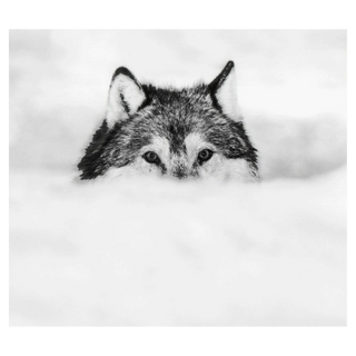 Encroachment by David Yarrow, 2017 – Photography artwork