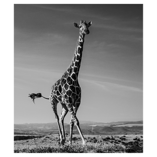 Tiny Dancer by David Yarrow, 2019 – Photography artwork