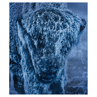 25 Degrees Below (Colour) by David Yarrow, 2026 – Photography artwork