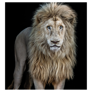 Something's Gotta Give (Colour) by David Yarrow, 2025 – Photography artwork