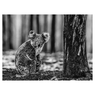 Survivor by David Yarrow, 2020 – Photography artwork