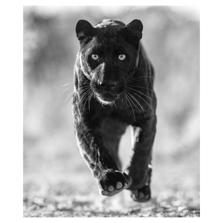 Sex Panther by David Yarrow, 2023 – Photography artwork