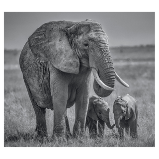 Twins by David Yarrow, 2020 – Photography artwork