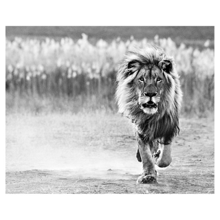 One Foot On The Ground by David Yarrow, 2014 – Photography artwork