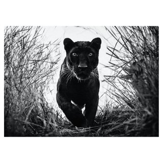 Black Panther by David Yarrow, 2018 – Photography artwork