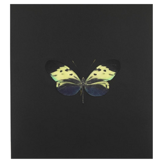 The Souls on Jacob's Ladder IV by Damien Hirst, 2007 – Prints artwork