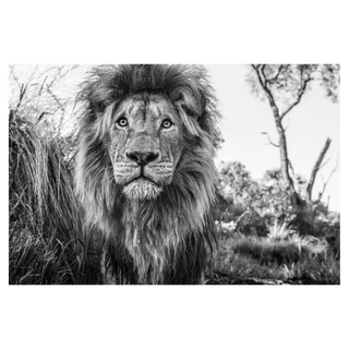 Kingdom by David Yarrow, 2019 – Photography artwork