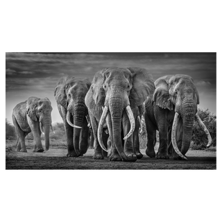 Squad by David Yarrow, 2019 – Photography artwork