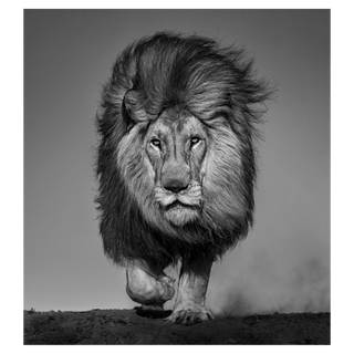 Locked and Loaded by David Yarrow, 2024 – Photography artwork
