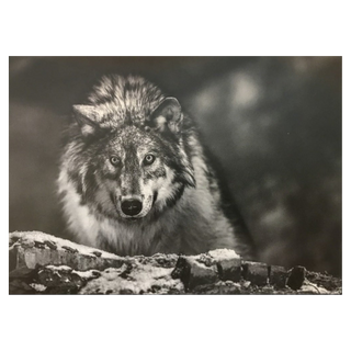 I am Alpha by David Yarrow, 2015 – Photography artwork