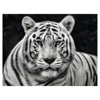 Mohan by David Yarrow, 2022 – Photography artwork