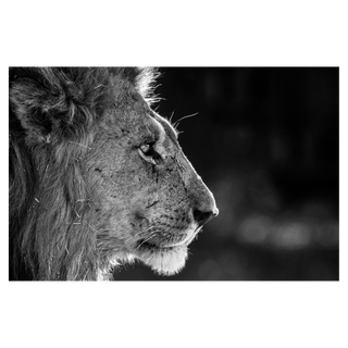 Savute by David Yarrow, 2019 – Photography artwork