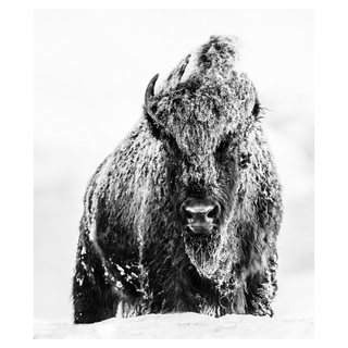 The Beast by David Yarrow, 2017 – Photography artwork