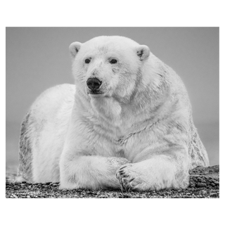 The Statesman II by David Yarrow, 2018 – Photography artwork