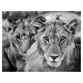 The Boys Are Back in Town by David Yarrow, 2019 – Photography artwork
