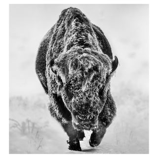 American Primeval by David Yarrow, 2025 – Photography artwork