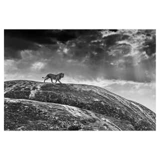 Rock Star by David Yarrow, 2014 – Photography artwork