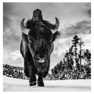 American Idol by David Yarrow, 2017 – Photography artwork