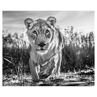 Intent by David Yarrow, 2020 – Photography artwork