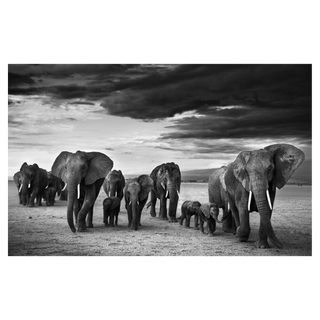 Family by David Yarrow, 2012 – Photography artwork
