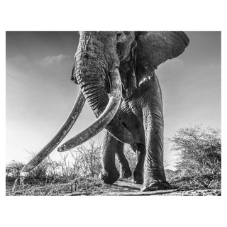 Lugard by David Yarrow, 2017 – Photography artwork