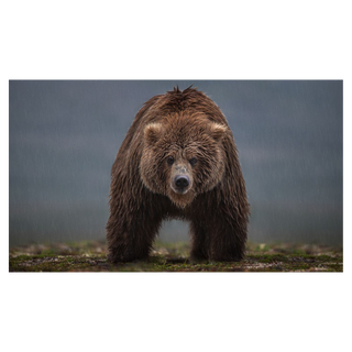 Bearish (Colour) by David Yarrow, 2021 – Photography artwork