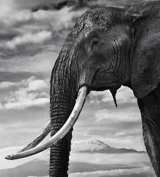 David Yarrow, Snow Patrol, 2014 contemporary Print by the British Artist.