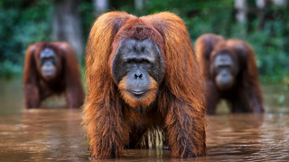David Yarrow, Welcome to the Jungle, 2024 contemporary Print by the British Artist.