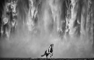 David Yarrow, Legends of The Fall, 2020 contemporary Print by the British Artist.