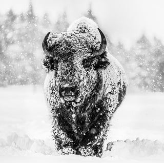 David Yarrow, Winter's Coming, 2020 contemporary Print by the British Artist.
