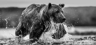 David Yarrow, The Salmon Run, 2025 contemporary Print by the British Artist.