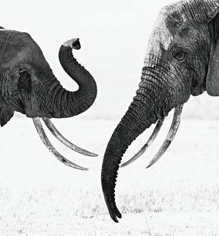 David Yarrow, Ivory Exchange, 2017 contemporary Print by the British Artist.