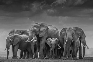 David Yarrow, The Circle of Life II, 2017 contemporary Print by the British Artist.